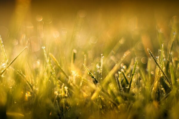 Morgen, Sonne und Gras sind eine unbeschreibliche Schönheit