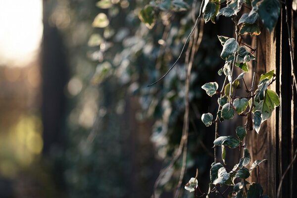 Ein Baum in der Natur in der Sonne