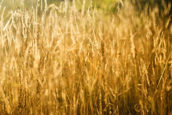 Wheat field in the countryside