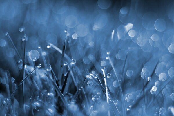 Raindrops on the cold grass