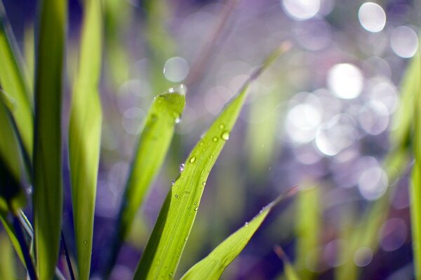 Dew is barely visible on the stems of the sedge