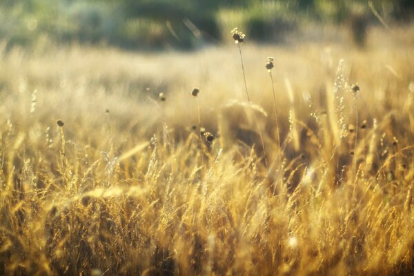 Campos de trigo no outono