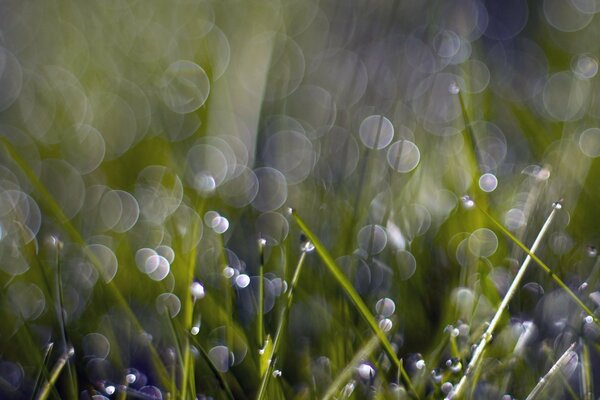 Green leaves with gray circles