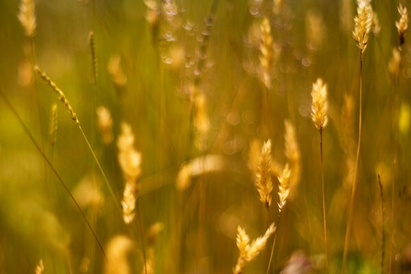 Champ rural au soleil