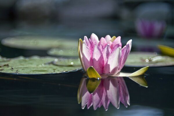 Pink lotus on the surface of the water