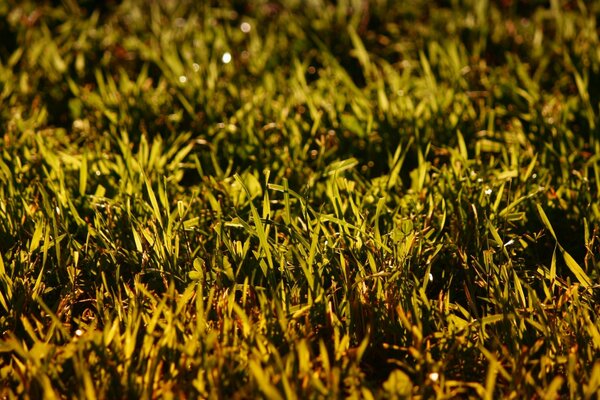 Low-growing grass illuminated by yellow light