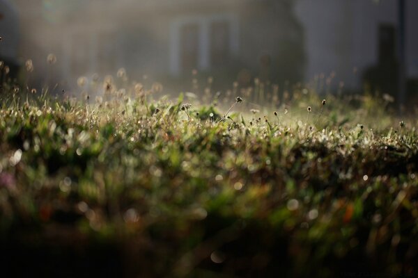 Dew on the grass on a summer morning