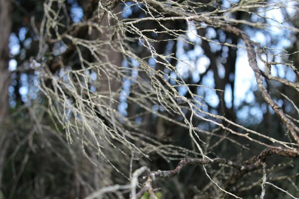 A tree with thin branches