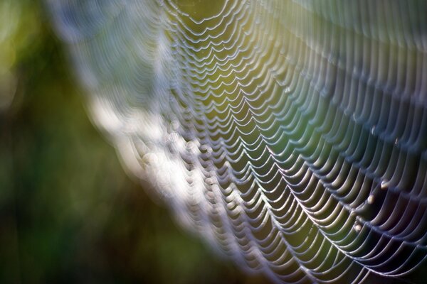 Dew drops on a web in a macro shoot