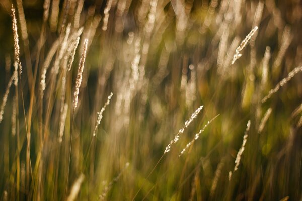 Grass grows in the field