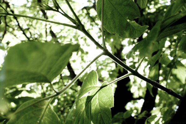 The sun is breaking through the green leaves