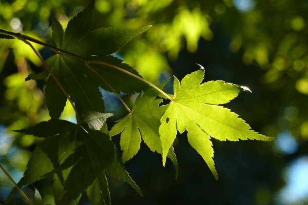 Hoja de arce al comienzo de la temporada