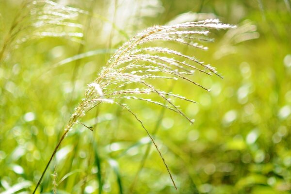 夏天田野上的芦苇