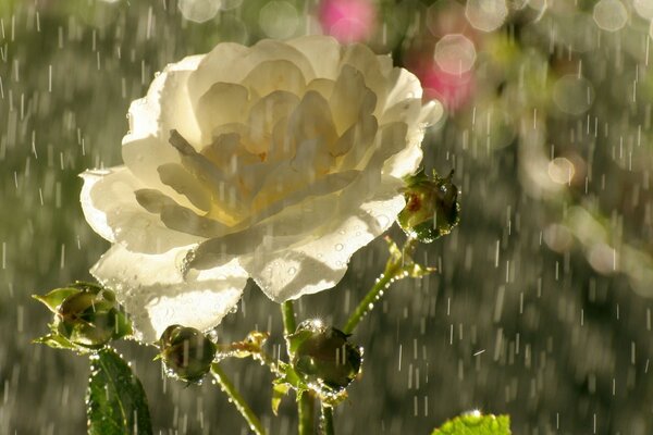 Schneeweiße Rose in Regentropfen