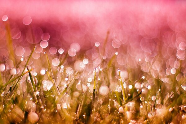 Cores de Verão. Raios do sol em gotas de orvalho