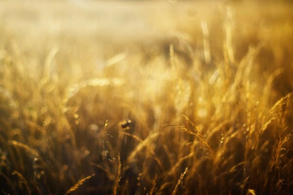 Feld des goldenen Weizens. Das Licht