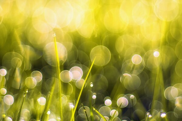 Bright light in the green grass