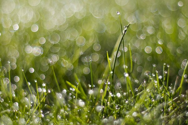 Macro photography of dew drops on grass