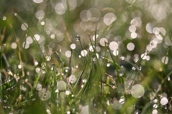 微距拍摄草地上的雨滴