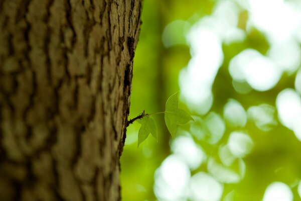 Petite brindille sur un arbre