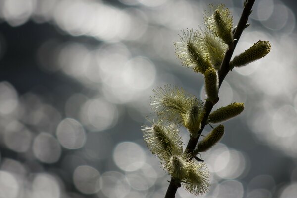 A beautiful tree branch is blooming