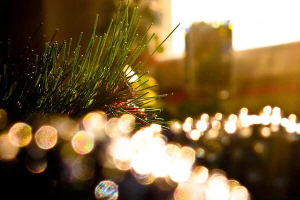 Arbre de Noël. Lumières floues