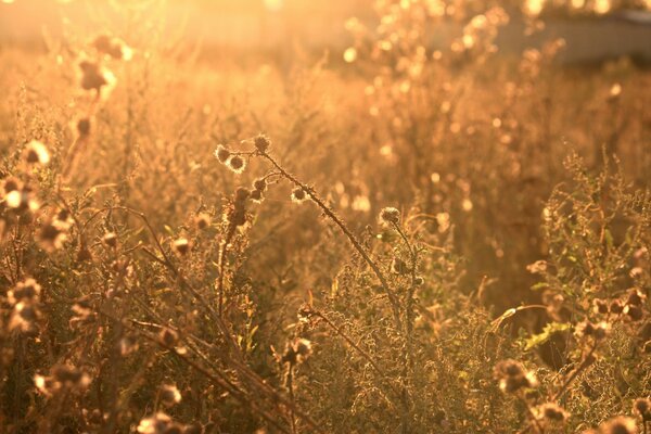 Lumière du matin dans les fleurs sauvages