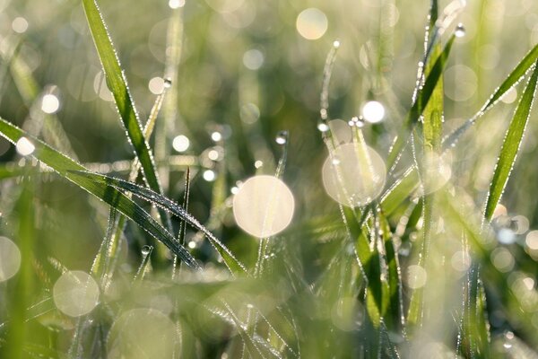 Rugiada mattutina sull erba verde