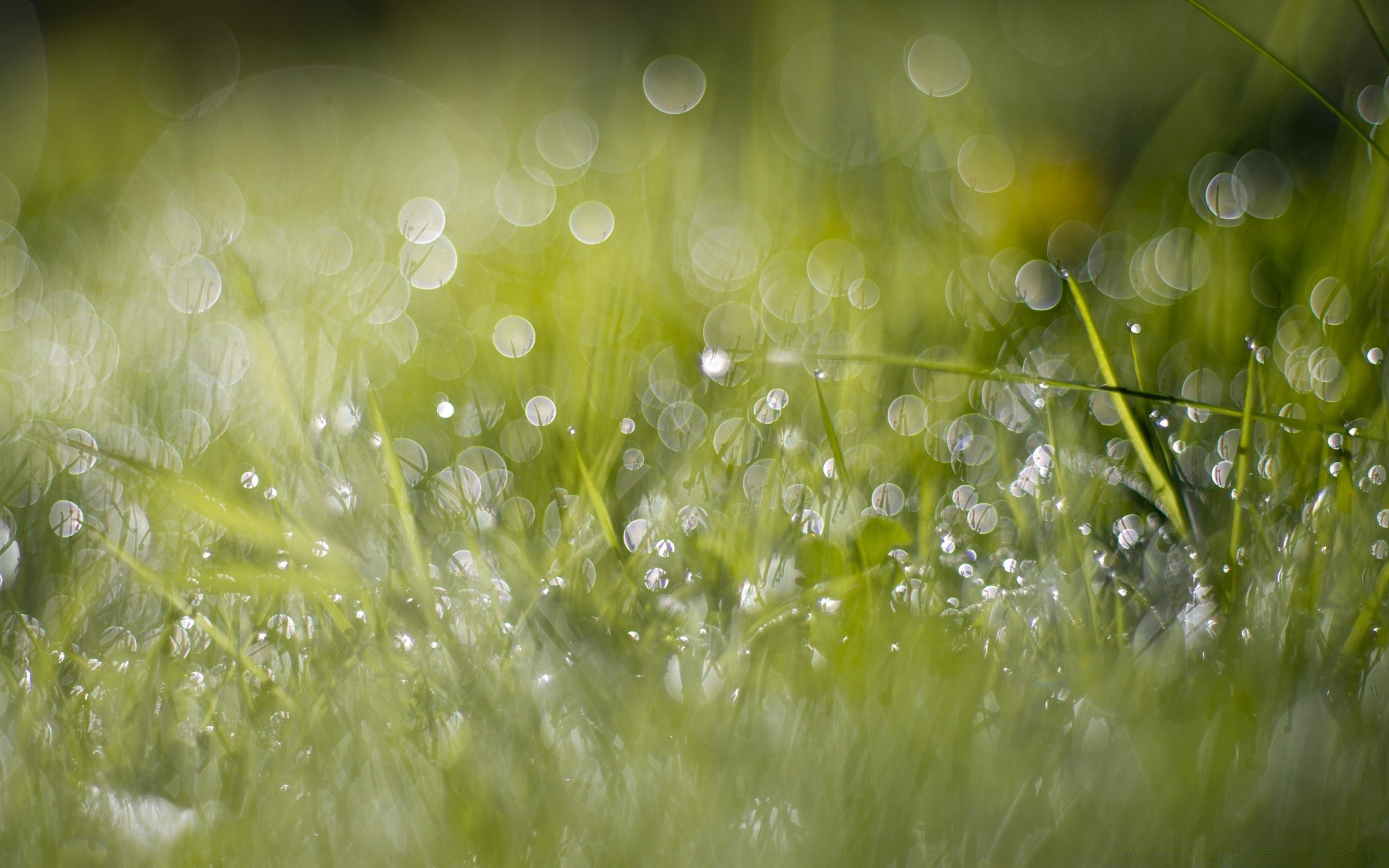 bokeh chuva queda orvalho molhado grama natureza luz desktop água frescura claro brilhante borrão cor brilha feno gotas flora verão limpo