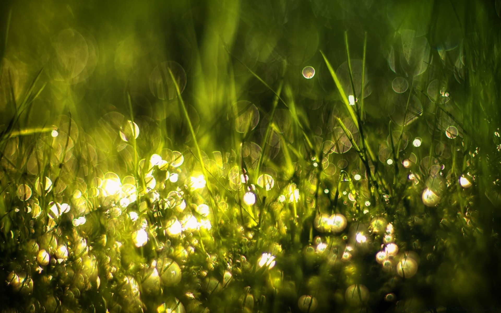 bokeh herbe soleil nature jardin été flore feuille foin pelouse lumineux rosée beau temps luxuriante flou pluie couleur bureau aube champ lumière