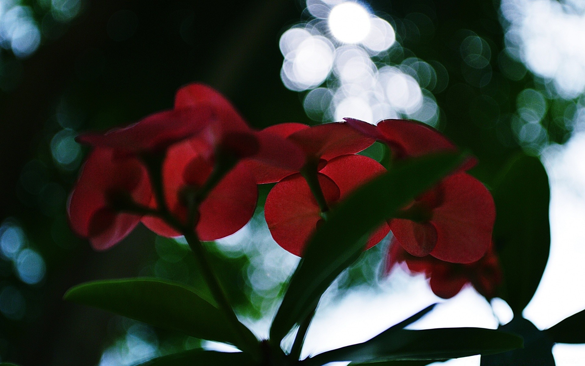 bokeh foglia natura flora fiore giardino colore albero decorazione estate close-up luminoso floreale crescita