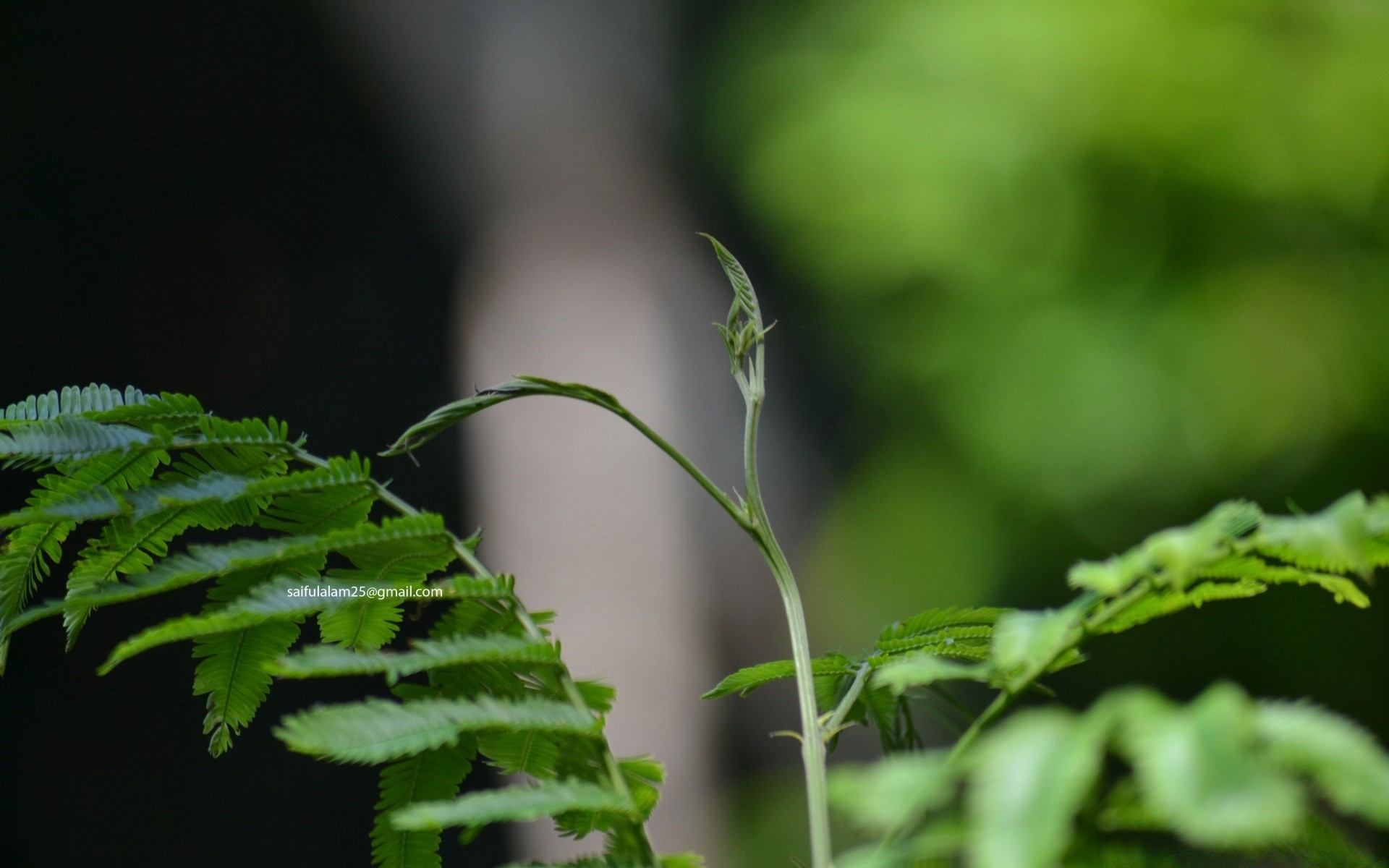 bokeh feuille flore croissance nature jardin été environnement pluie luxuriante à l extérieur dof fern