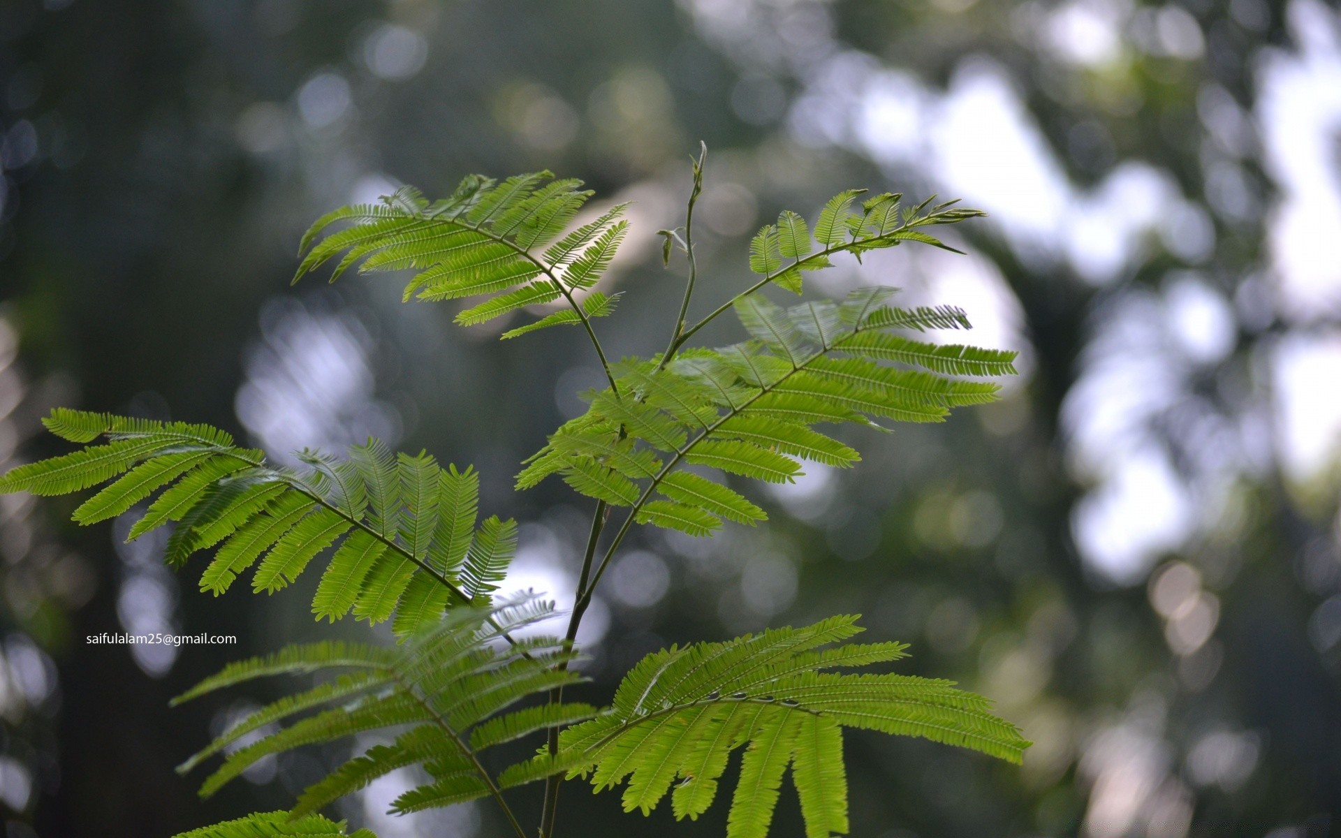 bokeh yaprak doğa flora ağaç yaz büyüme çevre açık havada bahçe yemyeşil ahşap park fern parlak güneş yağmur şube güzel hava yakın çekim