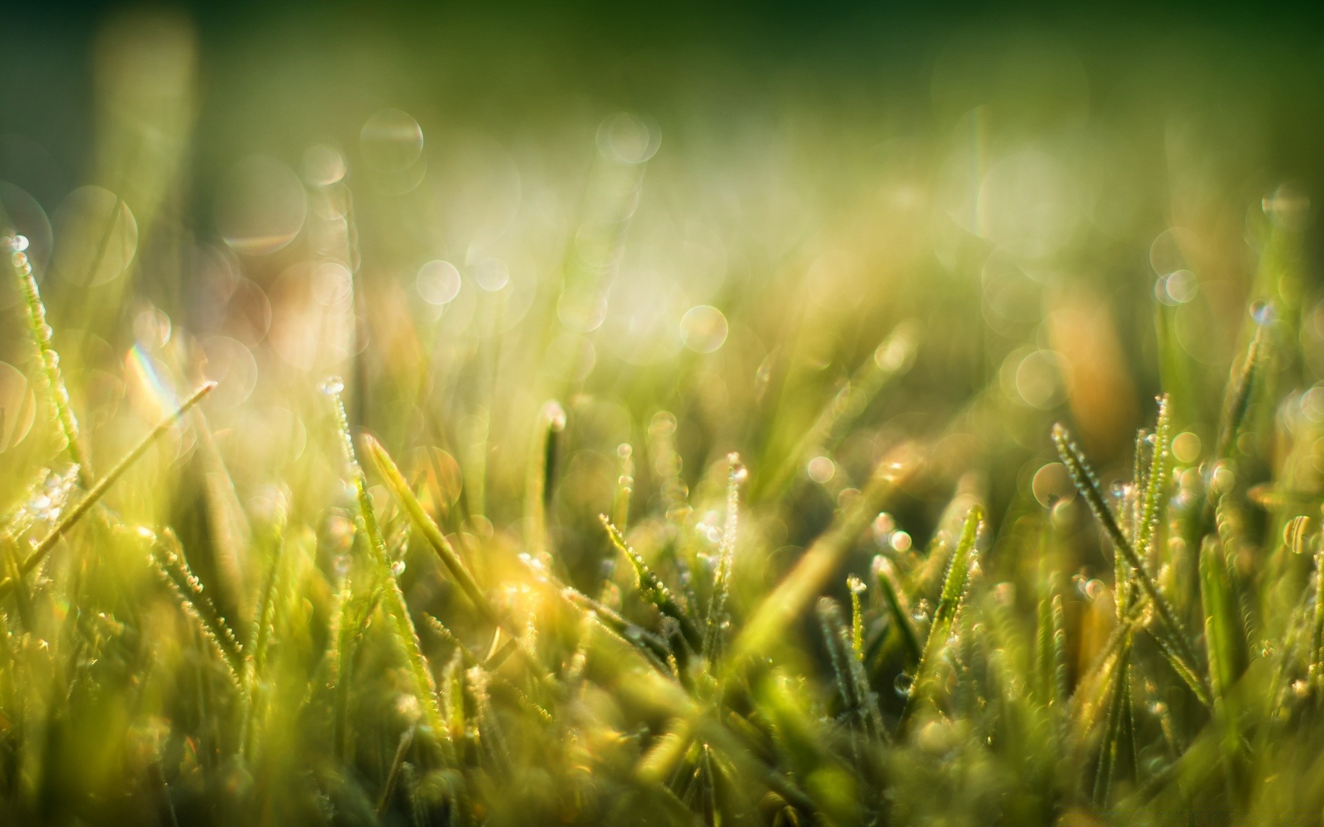 bokeh grass field sun growth hayfield summer lawn nature flora fair weather rural dawn lush pasture season soil farm leaf garden blur