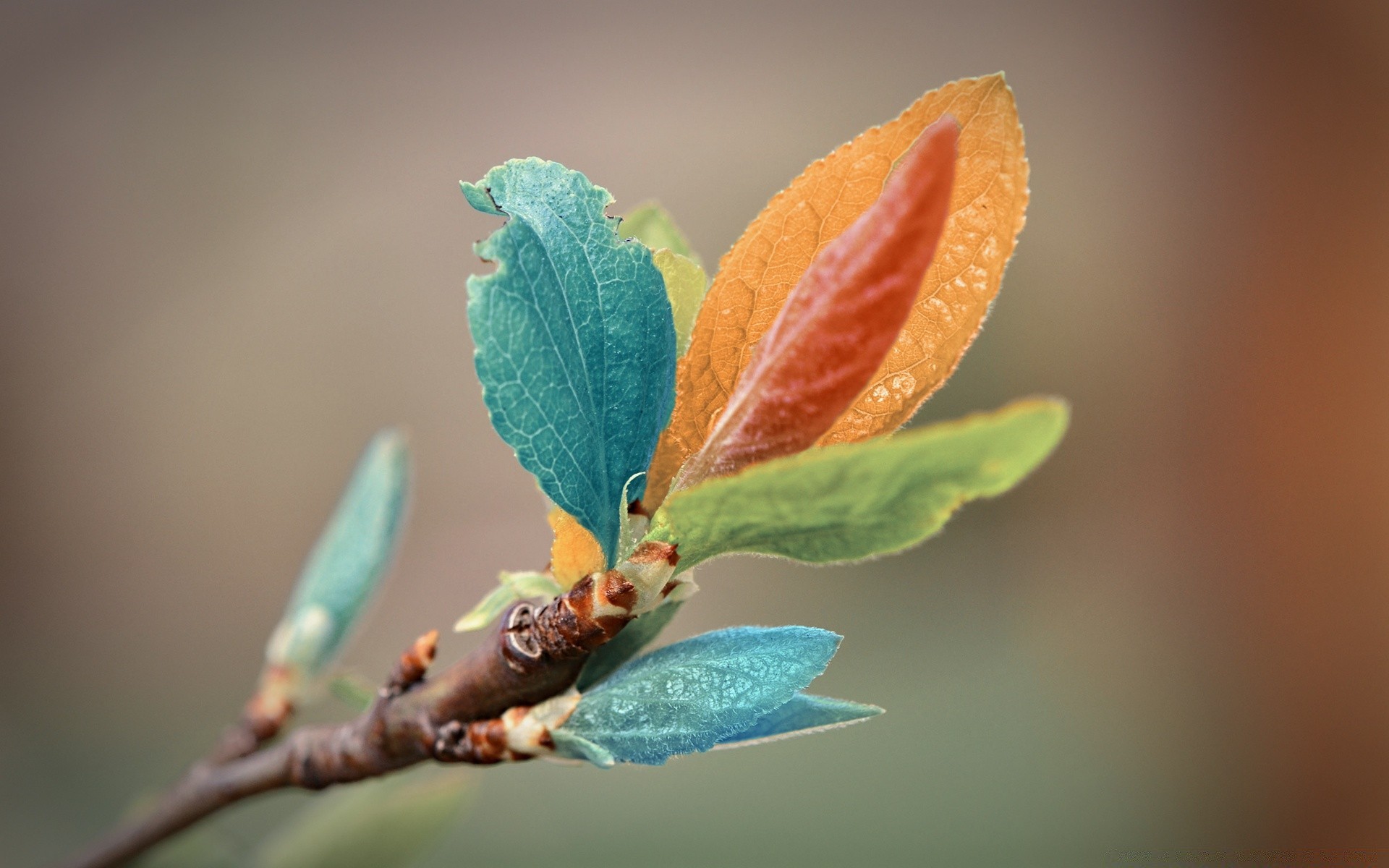 couleurs vives feuille nature flore croissance branche arbre à l extérieur gros plan automne jardin environnement lumineux