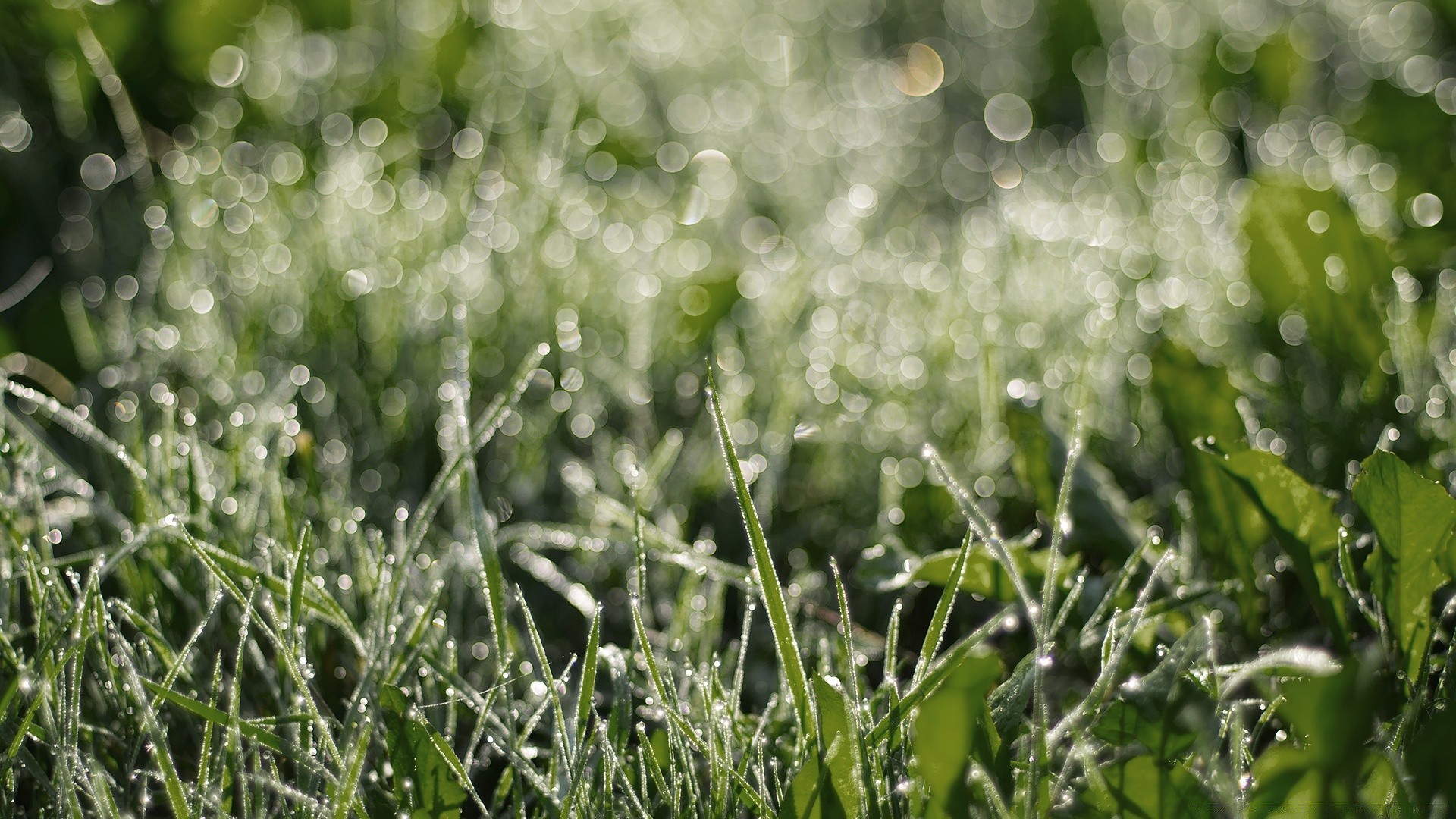 bokeh erba flora natura prato estate fieno rugiada caduta giardino campo stagione crescita foglia alba bel tempo ambiente freschezza primo piano pioggia desktop