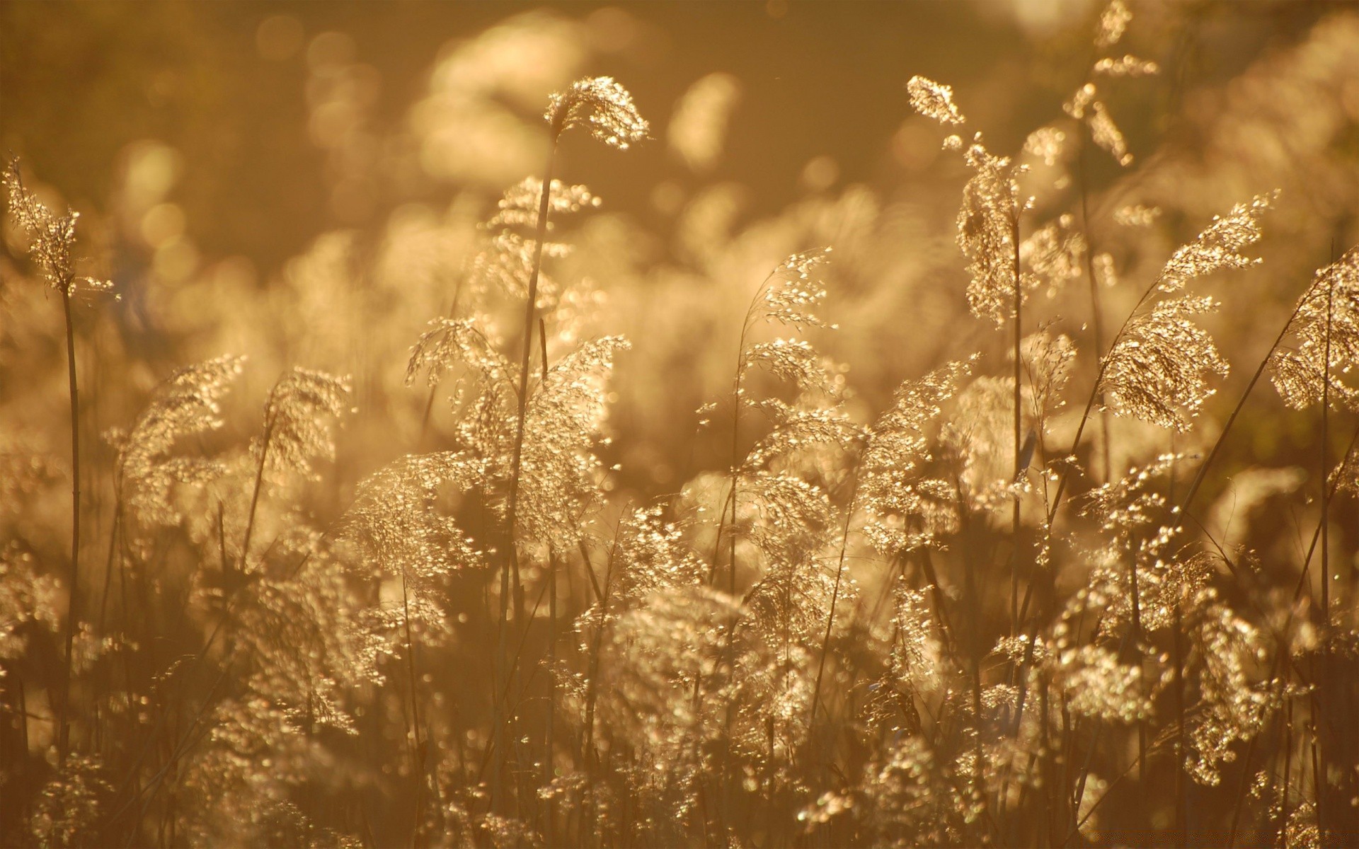 bokeh field nature rural grass sun season fair weather summer gold countryside flora bright dawn outdoors hayfield growth flower farm landscape