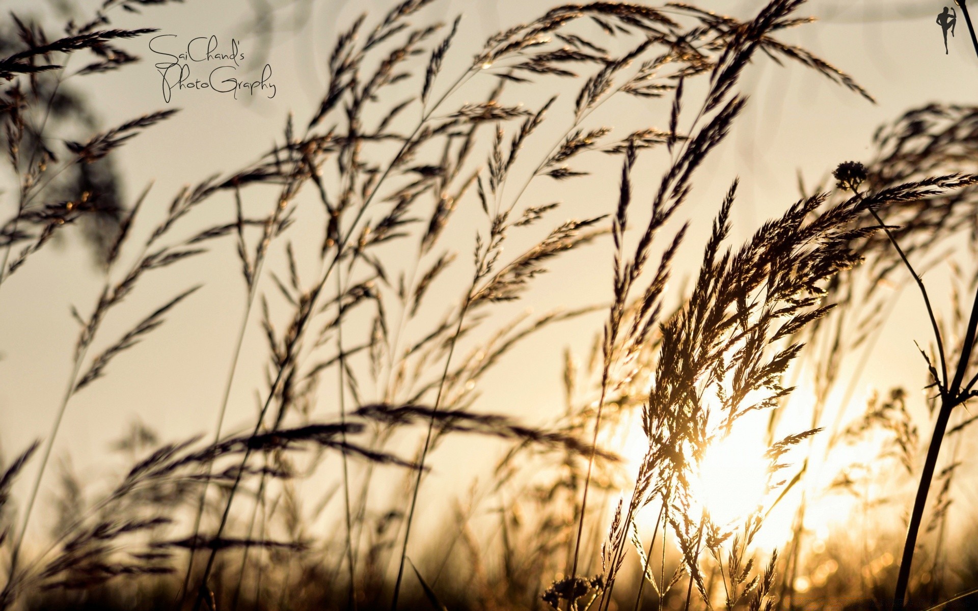 bokeh mısır buğday tahıl alan saman kırsal çimen doğa mera güneş sonbahar hasat kırsal yaz çiftlik tohum ekmek güzel hava flora