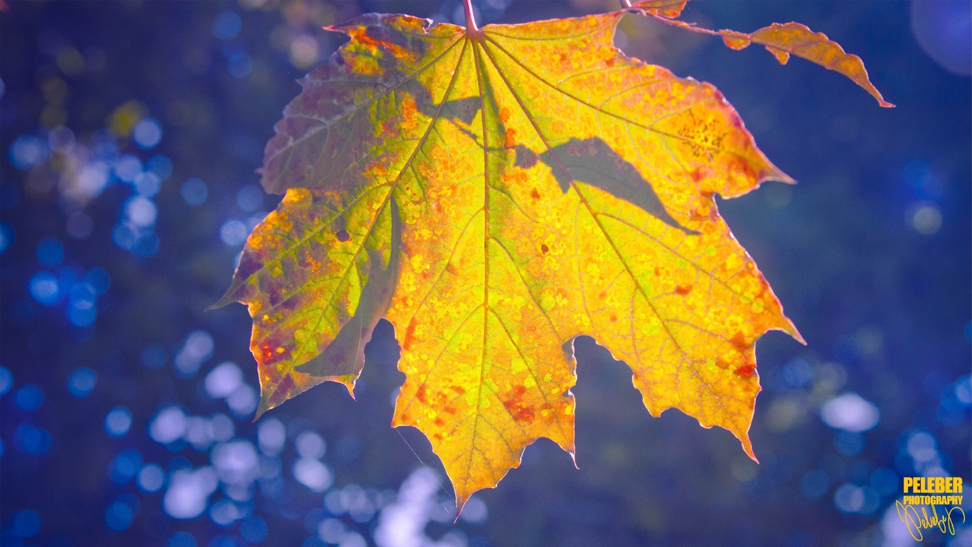 bokeh sonbahar yaprak parlak doğa açık havada akçaağaç değiştirme güzel hava koşulları