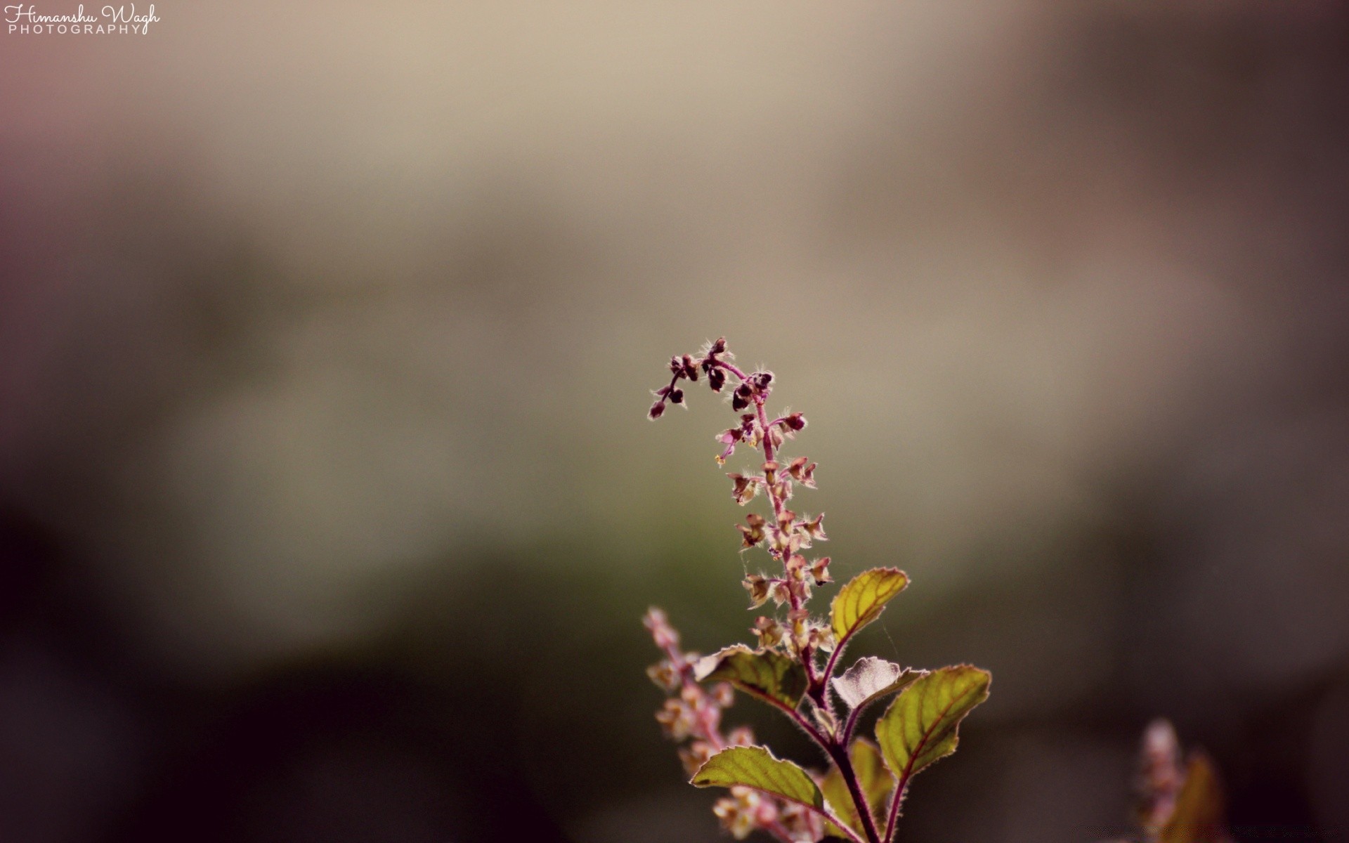 bokeh flou nature feuille fleur à l extérieur flore été mise au point