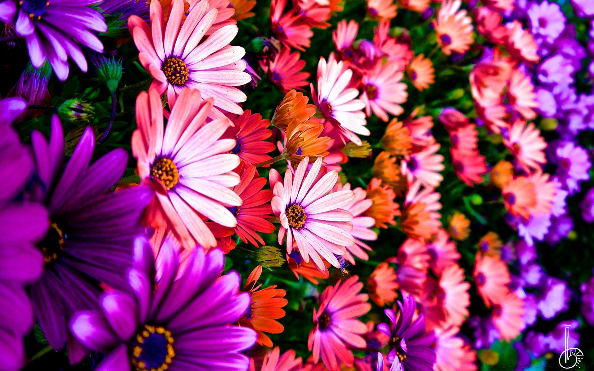 helle farben blume natur sommer garten flora floral hell blatt farbe blühen blütenblatt wachstum