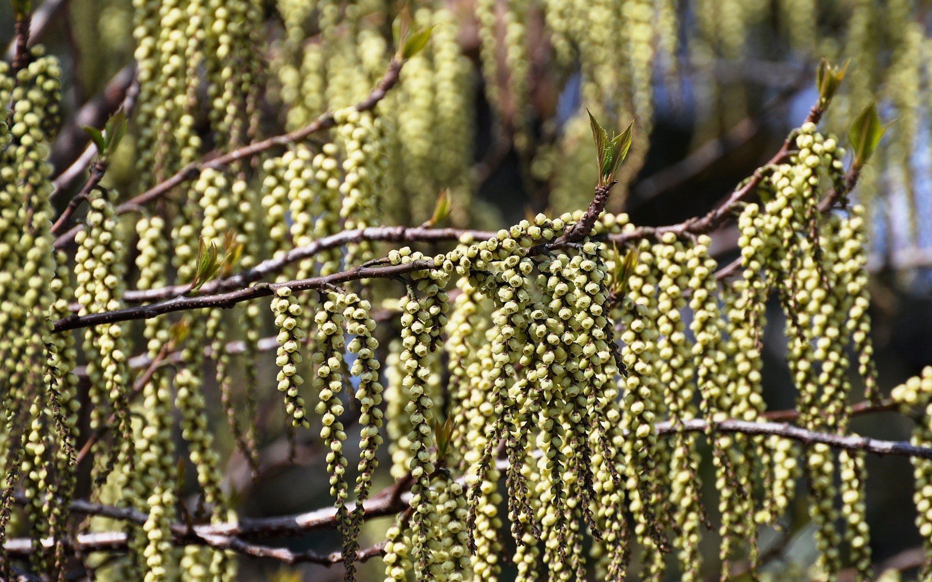 bokeh flora nature tree agriculture outdoors growth food leaf environment garden season branch wood fruit grow close-up color pattern farm