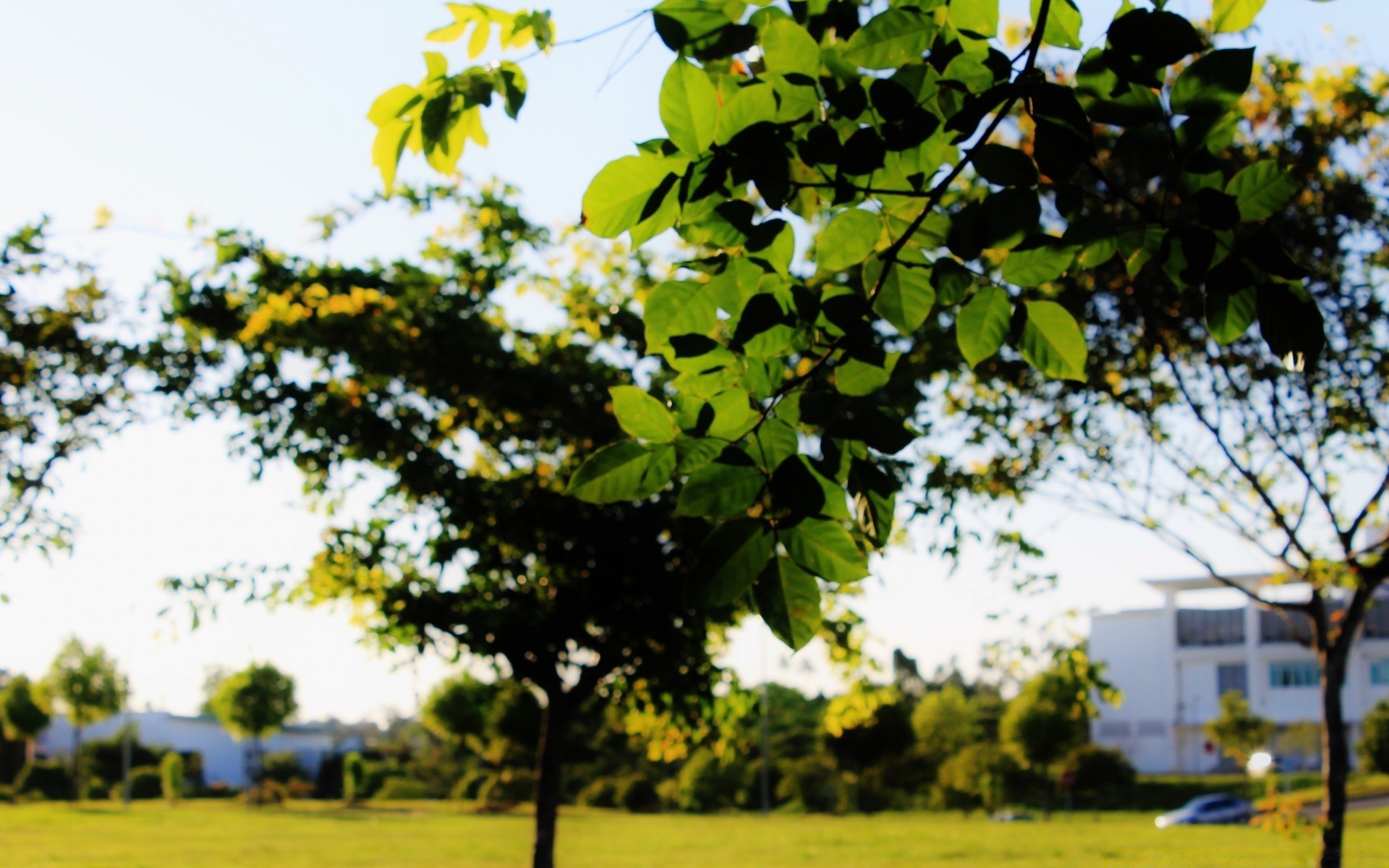 bokeh ağaç manzara doğa yaprak flora yaz açık havada güzel havalarda büyüme sezon kırsal güneşli güneş tarım şube park alan çevre çimen