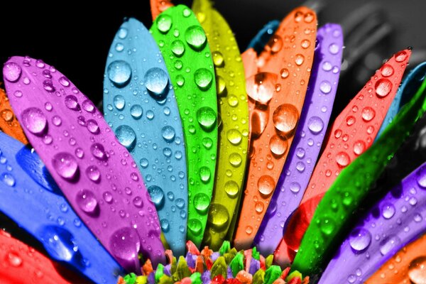 Colored petals of color covered with dew