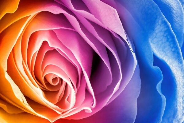 Rosa grande multicolorida irreal