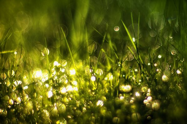 L herbe verte brille de la lumière du soleil