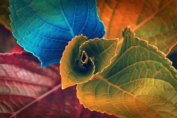 Leaf flowers rainbow fauna