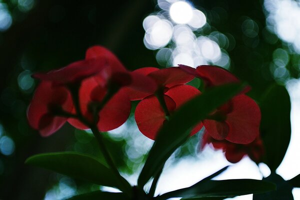 Flor roja con hojas verdes