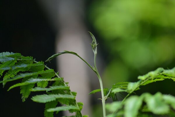 Green leaves of a tree on a blurred background of nature