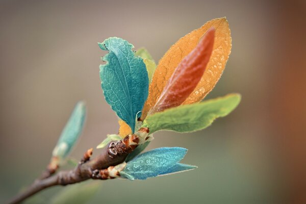 Feuilles multicolores sur une branche